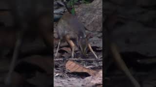 Chevrotain of Borneo [upl. by Esya]