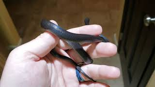 Black African house snake Boaedon fugilinosus [upl. by Ennazus]