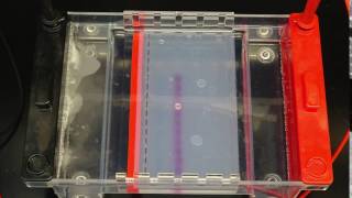 Electrophoresis Timelapse [upl. by Lewiss250]