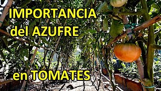 AZUFRE para las TOMATERAS para que Sirve y cómo Usarlo [upl. by Oralee122]