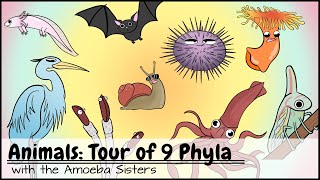 Animals Tour of 9 Phyla [upl. by Azyl]