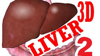 Liver Anatomy And Histology  part 2 [upl. by Enortna]