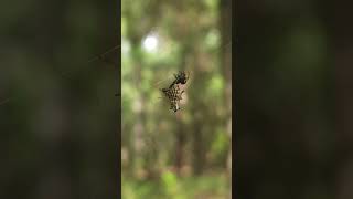 Florida Man Encounters Spined Micrathena  Arachnid [upl. by Dow]