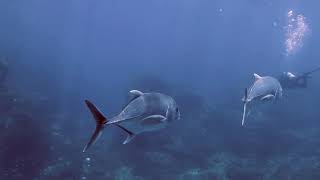 Liveaboard Similan Islands 2019  Richelieu Rock Day 3 [upl. by Parks]