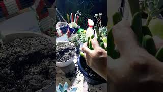 Repotting succulents Succulent plant succulents plants cactus propagation homegarden tips [upl. by Nerual227]