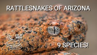 Rattlesnakes of Arizona  9 species of venomous pit vipers from Sonoran desert [upl. by Treble]