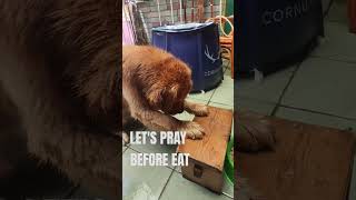 SIMBA LETS PRAY BEFORE EAT dog cutegolden goldenretiever pets doglover cute petlover [upl. by Peyton171]