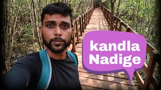 Kandla Nadige mangrove walk board Honnavar uttara kannada Karnataka [upl. by Gabrielli]