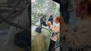 Funny monkeys🤣🤣fyp funny funnyvideos funnymoments funnyanimal monkey foryou ❤️❤️ [upl. by Ricard]