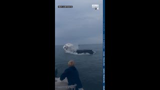 Whale capsizes boat off coast of New Hampshire [upl. by Burta]