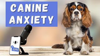 Understanding and Calming Cavalier King Charles Spaniel Canine Anxiety 🐶 A Facebook Live Q amp A [upl. by Hooke]