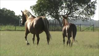 Maddie  Haflinger Cross Mare  On the Ground 1 [upl. by Eikcid]