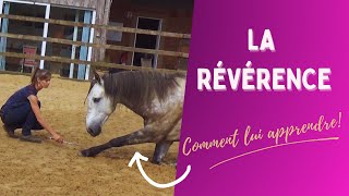 ⭐ Comment apprendre à votre cheval la révérence ⭐ [upl. by Gelasias]