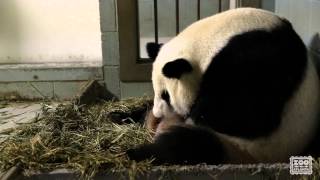 Giant Panda Twins Birth [upl. by Berns80]