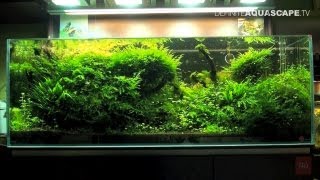 Aquascaping  Planted aquariums of roslinyakwariowepl [upl. by Gusella]