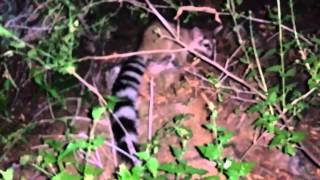 Ring tailed cat at Sabino Canyon [upl. by Anitac]