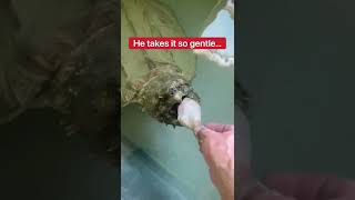 Feeding My Pet Alligator Snapping Turtle 😱🍗🐢 shorts turtle [upl. by Enelrad]