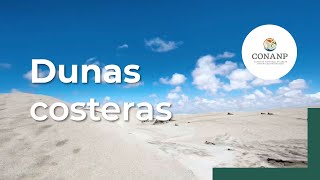 Dunas costeras valiosas fuentes de agua [upl. by Ennovoj]