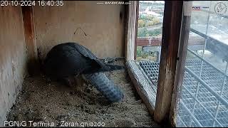 PGNiG Termika Żerań PL Nela is working in nest again on railing again she flew2024 10 20 17 35 [upl. by Carlin]