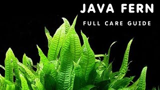 JAVA FERN GUIDE FOR BEGINNERS  ALL ABOUT JAVA FERN [upl. by Nibroc698]