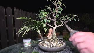 Cutting some bonsai trees after summer  part 2 [upl. by Blasien82]