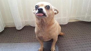 Are CHIHUAHUAS the FUNNIEST DOGS  Funny CHIHUAHUA DOG videos that will make you LAUGH LIKE HELL [upl. by Halil544]