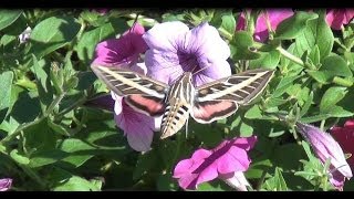 Ep 359 White lined Sphinx Moth Hummingbird Loving My Super Petunias [upl. by Christina]