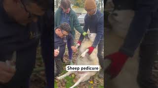 Clipping sheep toenails sheep pedicure shepard footcare smallholder [upl. by Marilyn]