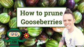 How amp when to prune gooseberries the beginners guide [upl. by Anasxor]