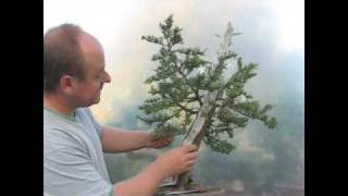 Italian Cypress Bonsai Styling Demonstration [upl. by Muhammad]