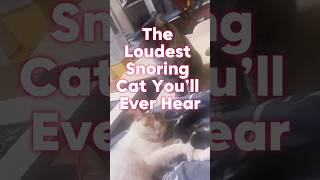 The Loudest Snoring Cat You’ll Ever Hear 😹😺 cat funnypetsmoments funny ytshorts viralshorts [upl. by Melisent412]