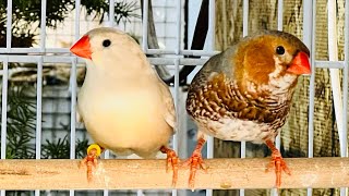 Breeding Zebra Finches choosing the right nesting materials [upl. by Meredith]