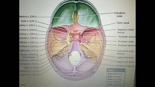 CRANIAL NERVES PART1 BY DR MITESH DAVE [upl. by Cirded]