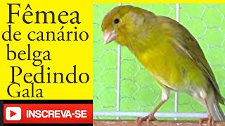 Fêmea de canário belga pedindo gala canariobelga canary birds [upl. by Chae450]