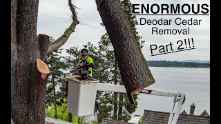 ENORMOUS Deodar Cedar Removal Part 2 [upl. by Erdreid125]