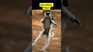 Fun Monkey FactSifaka Lemur Running Sideways shorts monkey [upl. by Ardnassela]