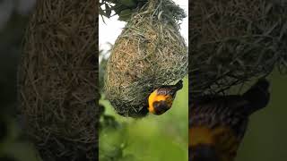 Weaver bird making nest birds [upl. by Isa]