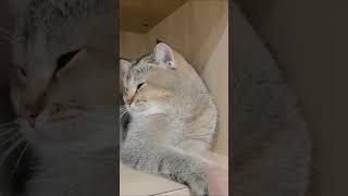 Scaredy cats 🤣🤣funnycats fyp funny cat catlovers [upl. by Wyatt]