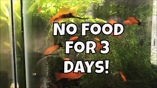 No food in any tank for three days How long can fish go without food Aquarium Fish Room VLOG [upl. by Perrins134]