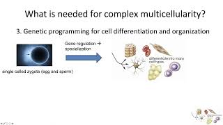 Lecture 19 2 Evolution of Multicellularity [upl. by Odraleba]