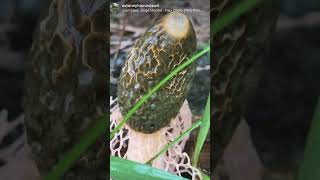 Phallus Induciatus The Veiled Stinkhorn mushroom mycology hawaii homestead nature offgrid [upl. by Anas]