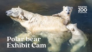 Polar Bear Exhibit LIVE  Toledo Zoo [upl. by Alahc]