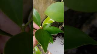 Cómo hacer un esqueje de Ficus retusa Ficus tigerbark rápido bonsai [upl. by Nnaul]