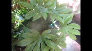 Fatsia japonica easy to start from cuttings [upl. by Sedgewake972]