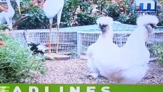 Ornamental chicken farming in kerala  Exotic and fancy chickens show quality [upl. by Alakcim]