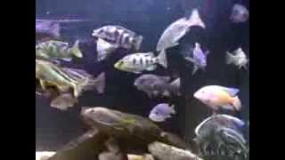 Tonys 180 Malawi Cichlids Feeding CCA Oct 2010 [upl. by Blakelee]