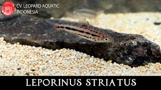 THE AMBITIOUS LEPORINUS STRIATUS Leopard Aquatic C088A [upl. by Micco]