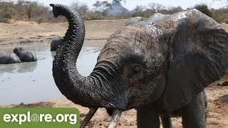 UNBELIEVABLE Things You NEVER KNEW About Elephant Trunks [upl. by Phelgen]