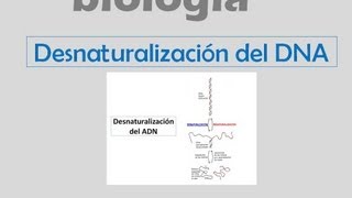 Desnaturalización del DNA [upl. by Bale]