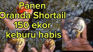 Panen Ikan Mas Koki Oranda Shortail Panca Warna Goldfish [upl. by Coleville]